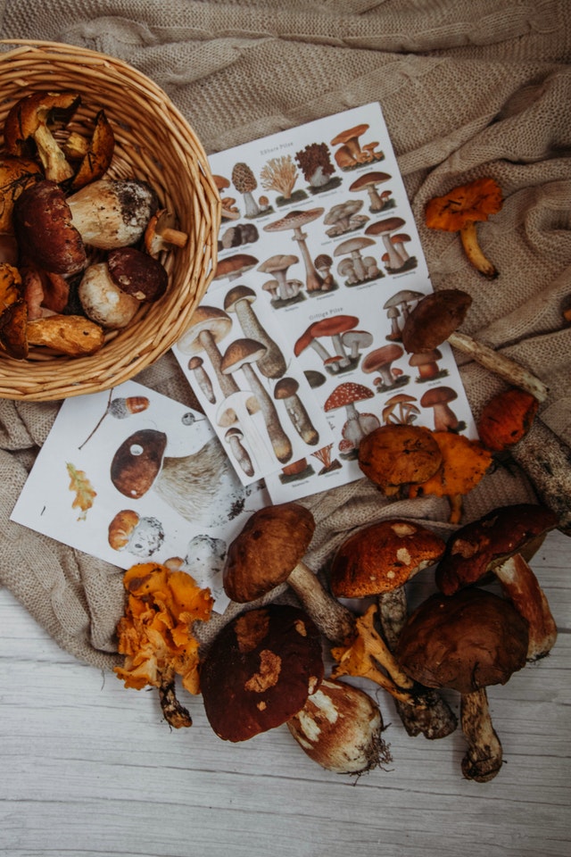 Humongous Fungus Festival > Iron County Economic Chamber Alliance