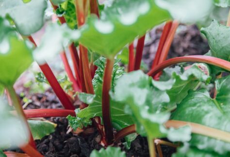 Rhubarb