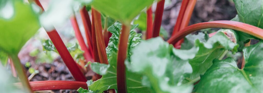 Rhubarb