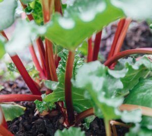 Rhubarb